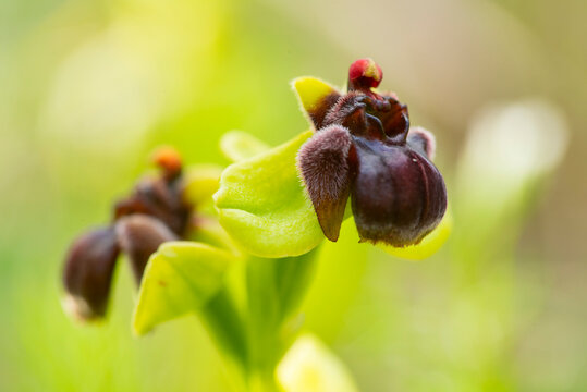 Wild Ophrys bombyliflora orchid in Andalusian spring