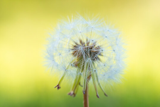 Dandelion seeds dancing in Andalusian spring breeze