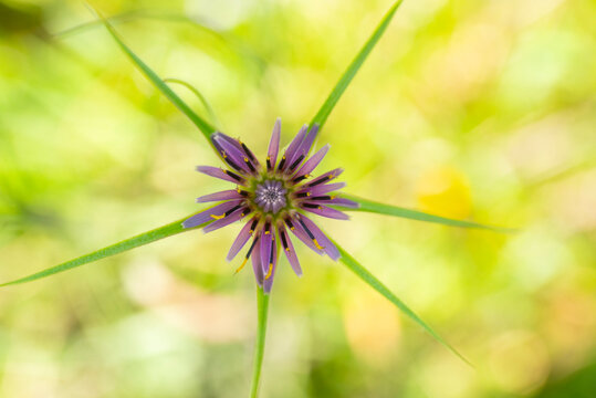 Close-up of a Tragopogon porrifolius Flower in Spring