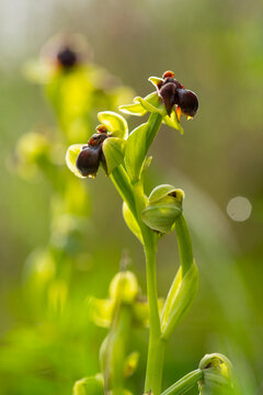 Wild orchids of Andalusia in springtime bloom