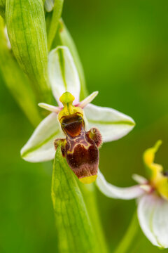 Beautiful wild orchid Ophrys picta in springtime Andalusia