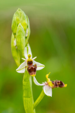 Wild orchids blooming in Andalusia during spring