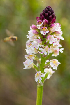 Neotinea ustulata blooms in Andalusian spring