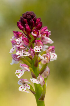 Neotinea ustulata orchid blooming in Andalusia spring