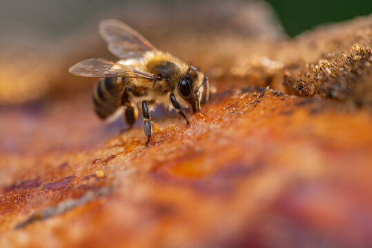 Honey bee collecting nectar on fruit in macro detail