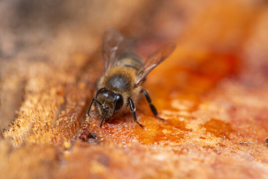 Macro of honey bee collecting sap on tree bark texture