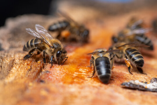Macro view of honey bee collecting resin on tree bark