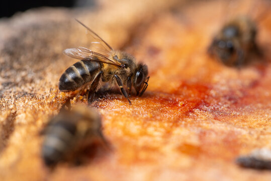Macro honey bee collecting nectar on sweet fruit surface