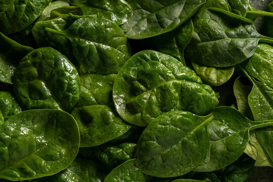Fresh spinach leaf background with dew and rich green