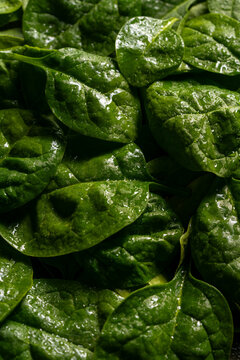 Fresh spinach leaf background with water droplets macro