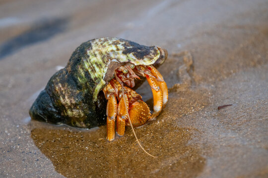 Hermit crab on sandy Norfolk coast