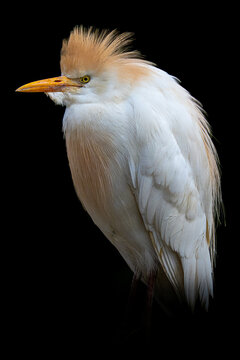 Portrait of white cattle egret water bird on black background