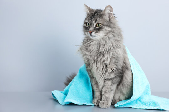 Wet cat with towel on table against light background. Space for text