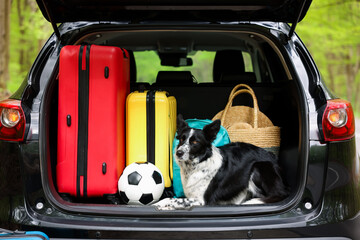 Fototapeta premium Cute dog and luggage in car trunk. Traveling with pet