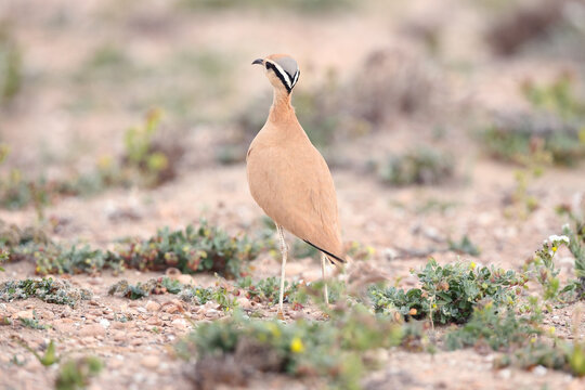 Cream-coloured Courser camouflage in Fuerteventura habitat