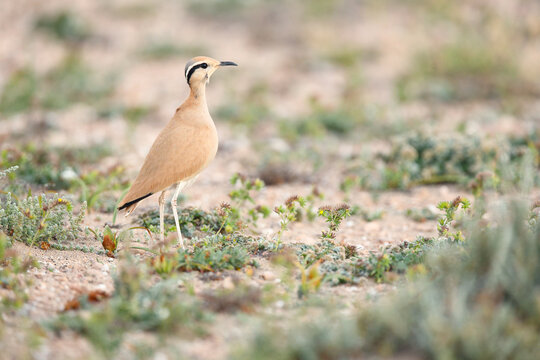 Cream-coloured Courser camouflage in Fuerteventura habitat