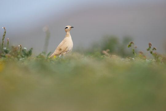 Cream-coloured Courser camouflaged in Fuerteventura habitat