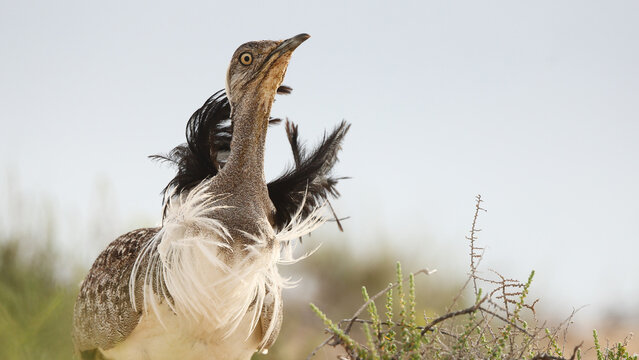 Canarian hubara bustard performing courtship display