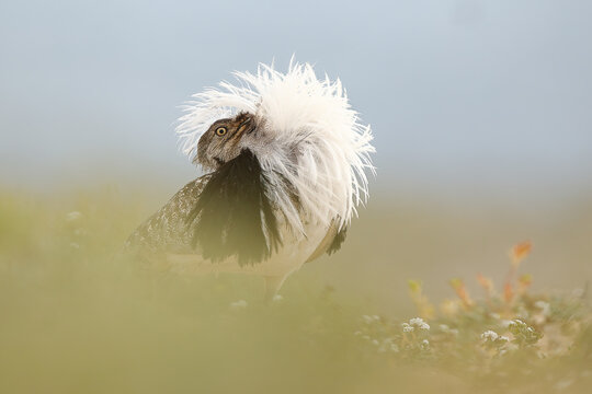 Canarian houbara bustard displaying courtship plumage