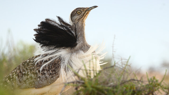 Canarian houbara bustard performing courtship display on sand