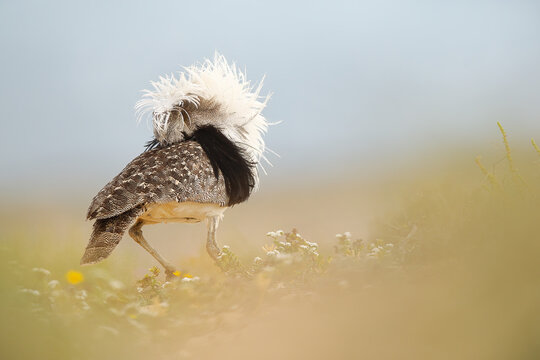 Canarian hubara bustard displaying courtship