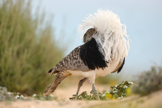 Canarian houbara bustard performing courtship display