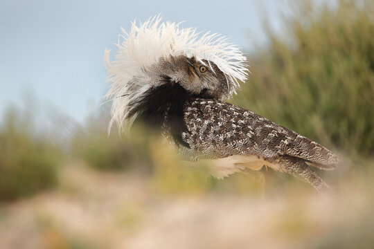 Canarian hubara bustard performing courtship display