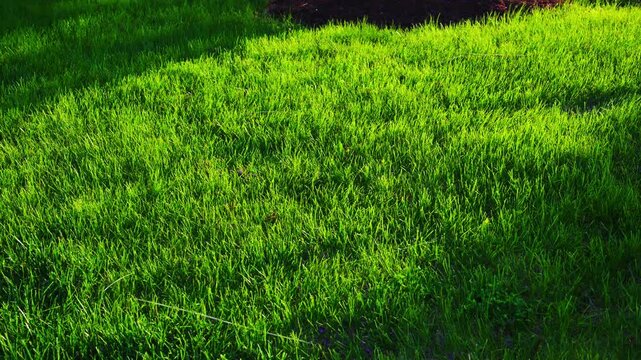 Lush green grass lawn glowing in warm sunlight during spring or summer day. Healthy fresh turf with natural outdoor texture.