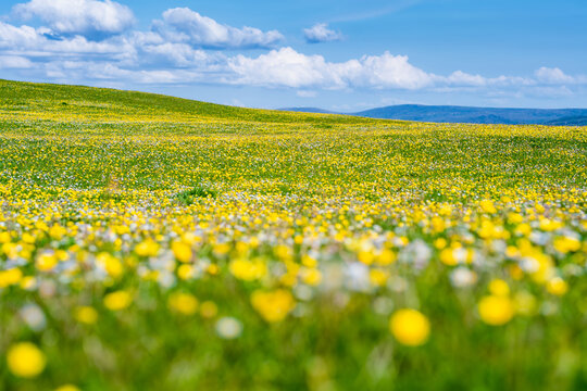 Wildflower meadow between Dogs Bay and Gurteen Bay near Roundstone, Connemara, Ireland. Yellow buttercups, green grass and limestone boulders on the Wild Atlantic Way.