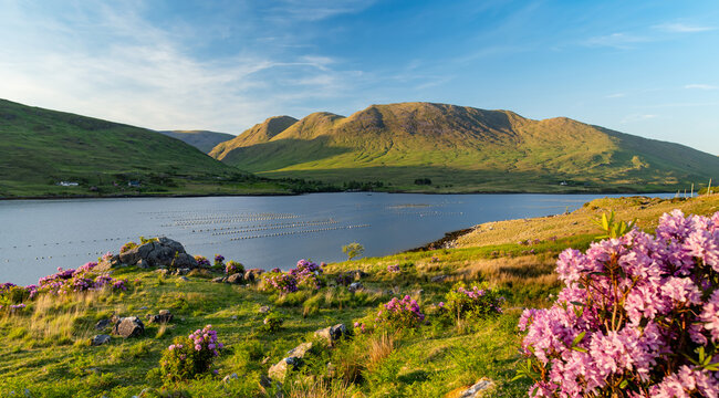 Killary Fjord at sunset near Leenane on the Galway Mayo border, Ireland. Pink rhododendrons frame Irelands only fjord in the wild Connemara landscape.