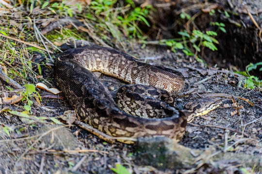Malagasy ground boa resting on the soil in Ranohira among dry leaves