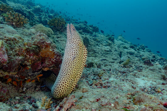 Spotted moray eel on thila reef during scuba diving