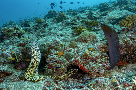 Underwater reef scene with honeycomb and giant moray eels