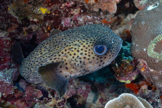 Spotted pufferfish resting among coral on tropical reef