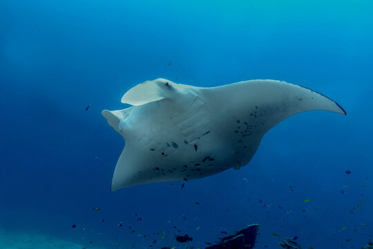 Manta ray at Maldives thila cleaning station in current