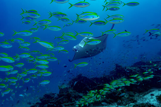 Manta ray at cleaning station on thila in strong current