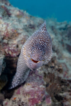 Close-up of moray eel at thila reef with open mouth