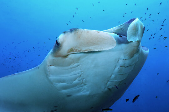 Underwater view of manta ray cruising over thila reef