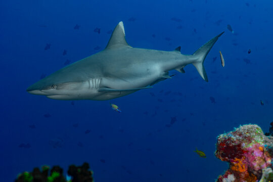 Underwater thila dive with silver tip reef shark in blue sea