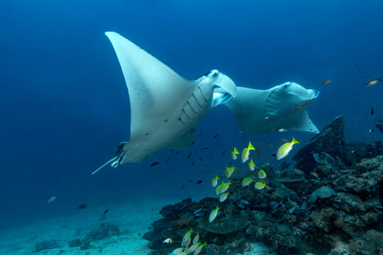 Two manta rays over reef in Maldives
