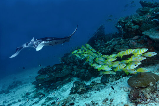 Scuba diving in thila with manta ray and reef fish