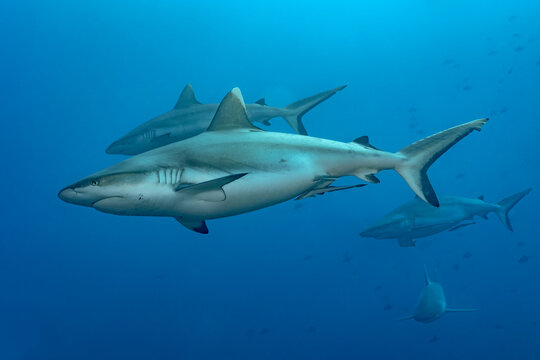Scuba diving at thila silver tip reef with grey reef shark school