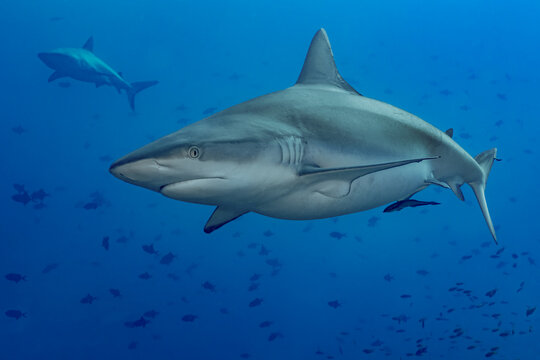 Scuba diver view of silver tip reef shark cruising over a thila