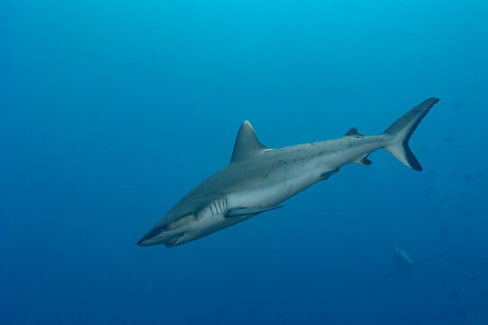 Scuba diver watching silver tip reef shark over a thila pinnacle