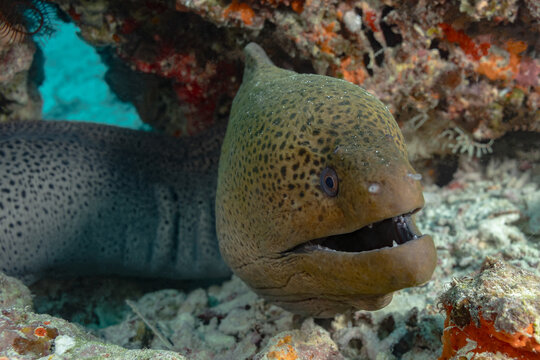 Scuba diving at a thila with a giant moray eel close-up