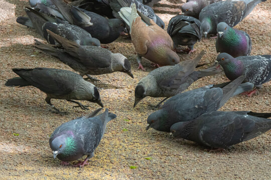 Flock of urban pigeons and jackdaws feeding together on ground in crowded city park environment