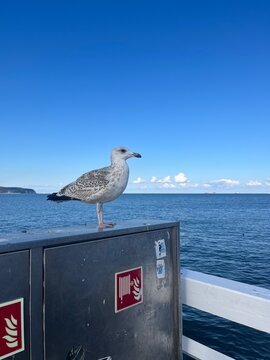 gaviota