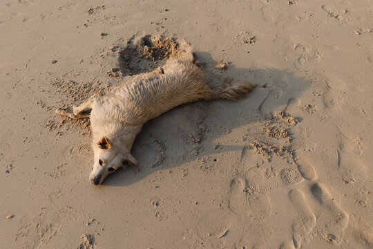 Stray dog resting on tropical Thailand beach at sunset