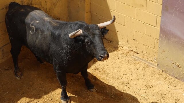 Angry spanish fighting bull scraping its hoof in the sand of a bullfighting arena