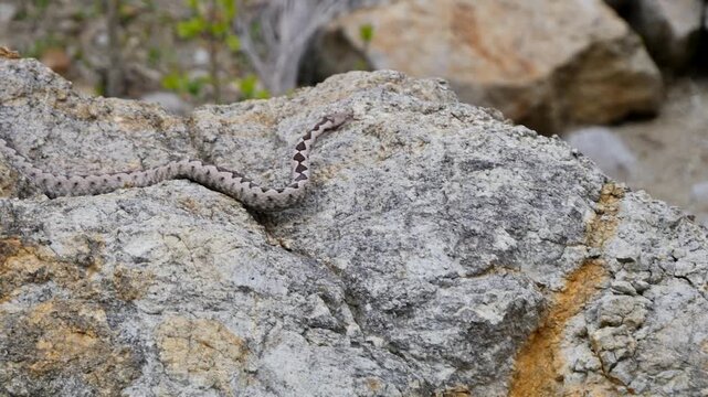 Nose-Horned Viper male in natural habitat (Vipera ammodytes)